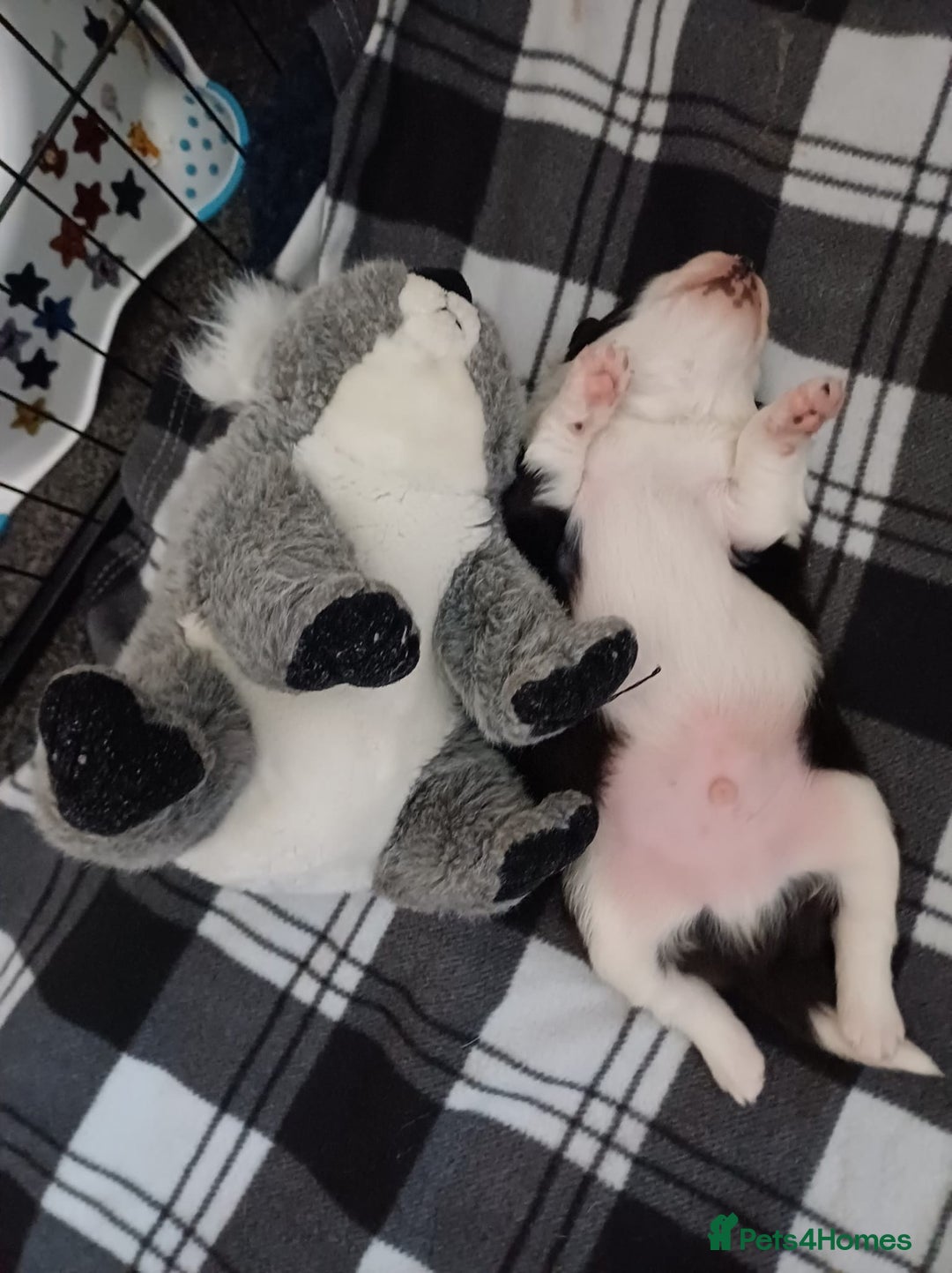 Border Collie dogs for sale: Border collie boy - Advert 5