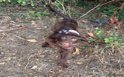 Cocker Spaniel dogs for sale: Bella - Cockerspaniel   - Image 4
