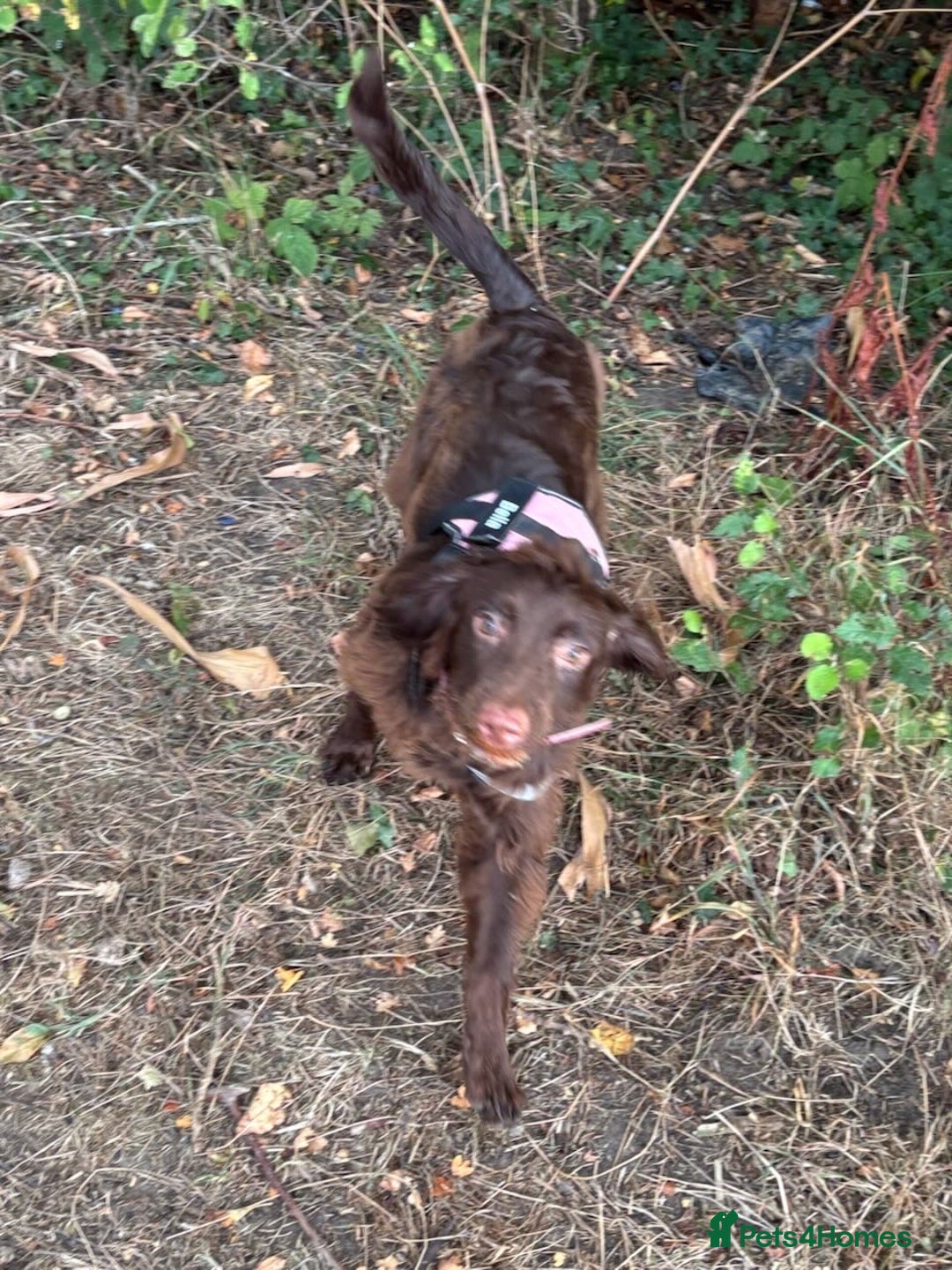 Cocker Spaniel dogs for sale: Bella - Cockerspaniel   - Image 4