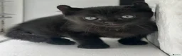 Mixed Breed cats for sale: Female Black Curled Eared, Sphynx X Tabby Kitten  - Advert 3