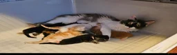 Maine Coon cats for sale: 2 stunning Mainecoon kittens  - Advert 3