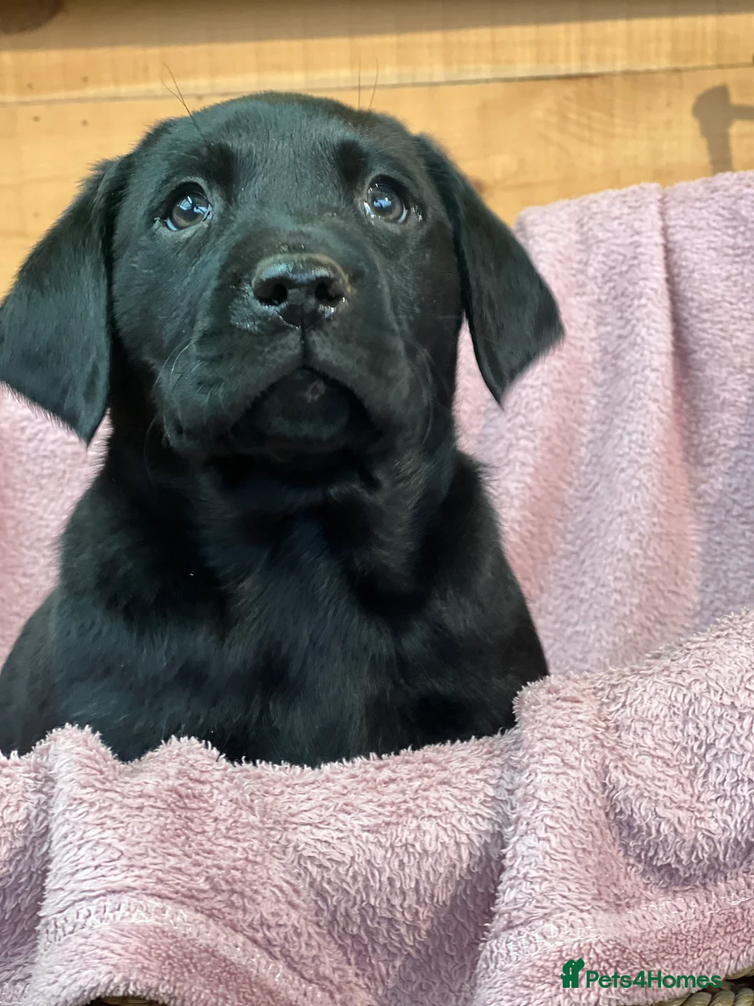 Labrador Retriever dogs for sale: KC Labrador Pups Chunky Traditional  Working - Advert 23