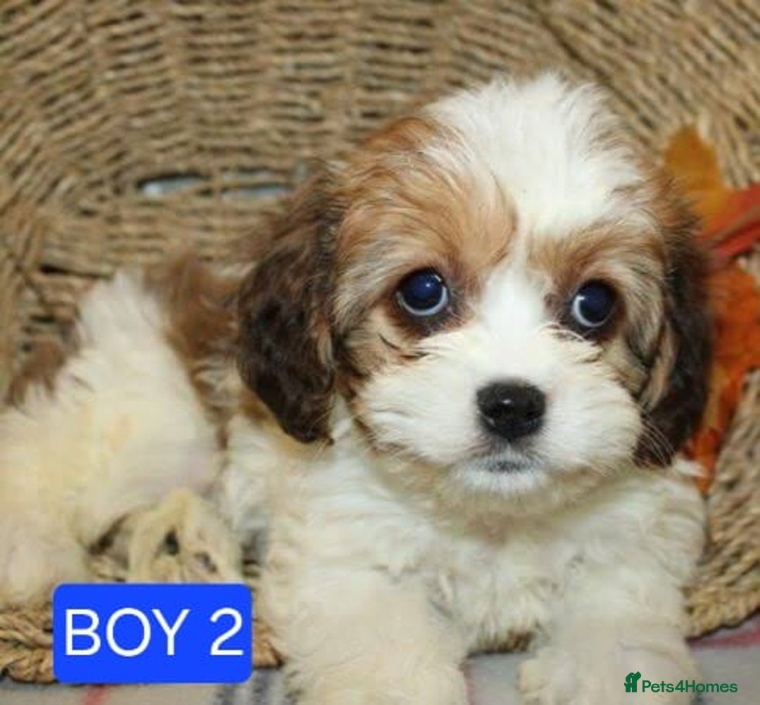 Cavapoo dogs for sale: Health checked cavapoo puppies - Advert 2