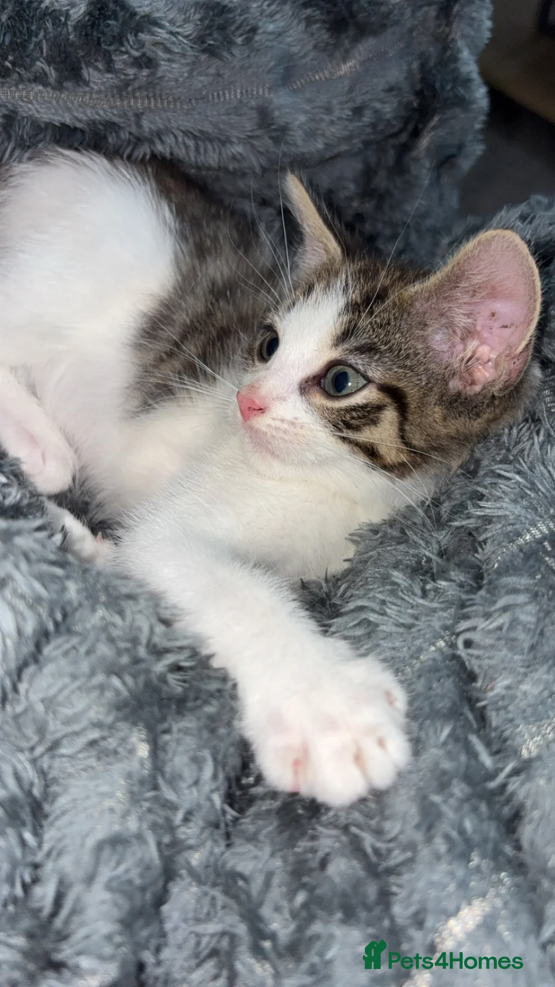 Mixed Breed cats for sale: Kitten - Advert 2