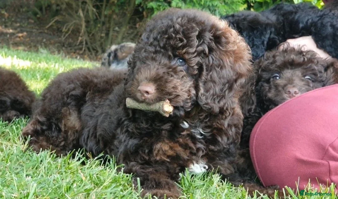 Mixed Breed dogs for sale: ADORABLE F1BB GOLDENDOODLE PUPPIES - Advert 1