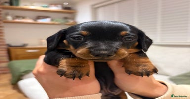 Miniature Dachshund dogs Miniature Dachshund Smooth Puppies - KC Registered - Advert 14