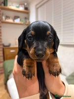Miniature Dachshund dogs Miniature Dachshund Smooth Puppies - KC Registered - Advert 4