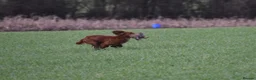 Cocker Spaniel dogs for sale: BEAUTIFUL MIXED COLOUR LITTER,HEALTHTESTED PARENTS - Advert 7