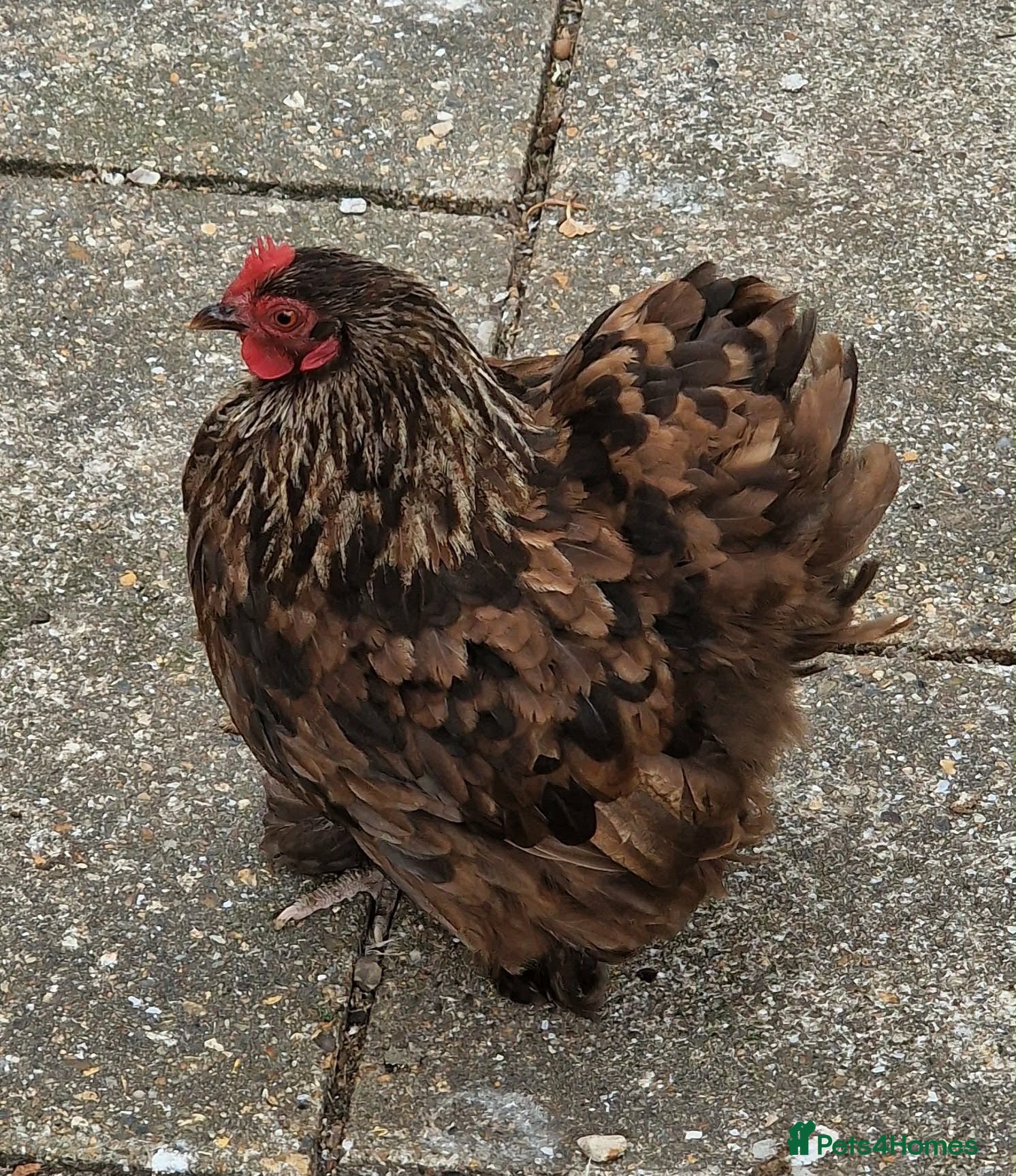 Chickens poultry Bantam Pekingese Hens - Advert 1
