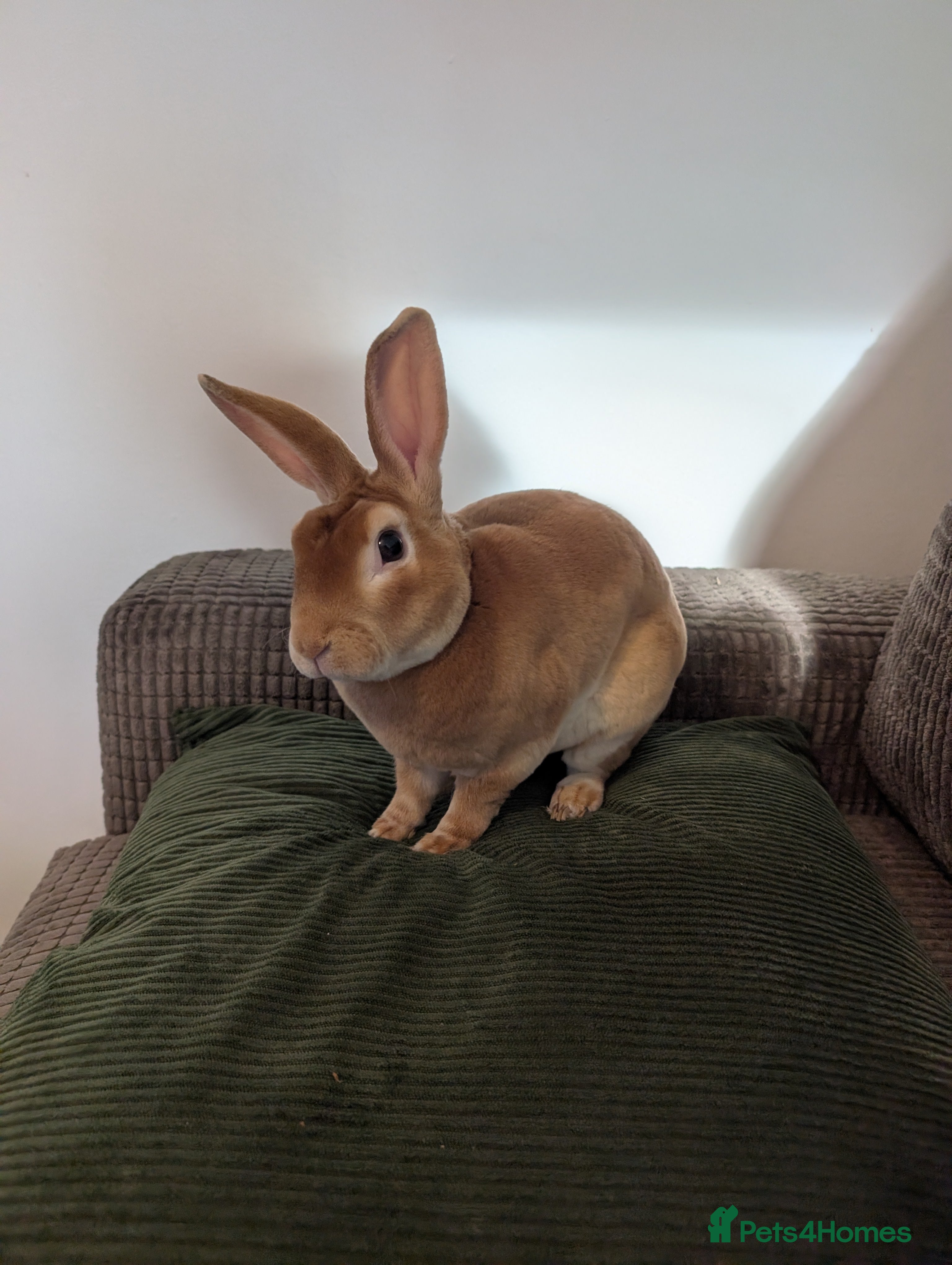 Mixed Breed rabbits Jeffrey Male rabbit  - Advert 5