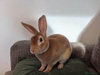 Mixed Breed rabbits Jeffrey Male rabbit - Advert 2