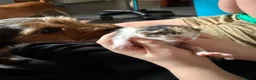 Mixed Breed cats for sale: Sphynx cross kittens  - Advert 19
