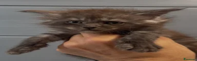 Maine Coon 4