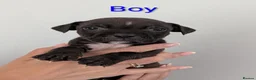 Staffordshire Bull Terrier dogs for sale: Stunning litter of 8 Staffordshire bull terriers - Advert 4