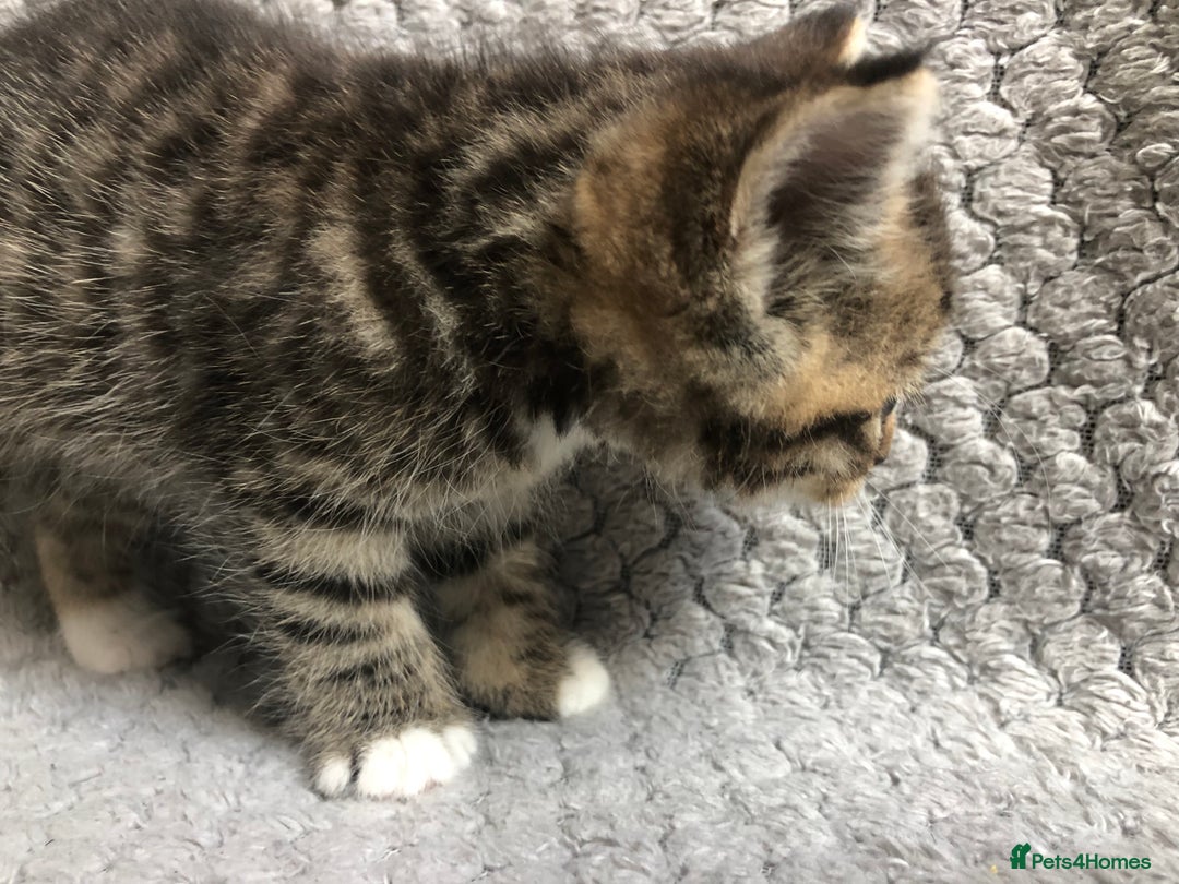 Mixed Breed cats for sale: Gorgeous Tabby kittens 7 weeks old  - Image 7