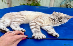 Savannah cats for sale: Breath taking rare girl - Image 7