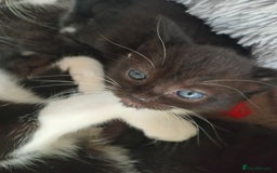 Domestic Shorthair cats for sale: Black and White Kittens For Sale - Image 7