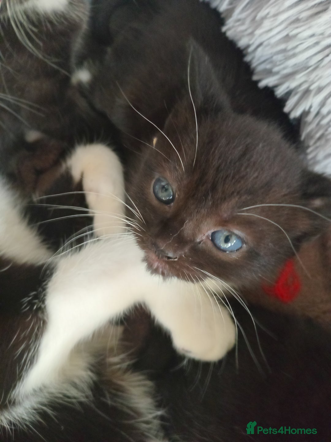 Domestic Shorthair cats for sale: Black and White Kittens For Sale - Image 7