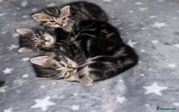 Maine Coon cats for sale: 1/4 mainecoon - Image 2