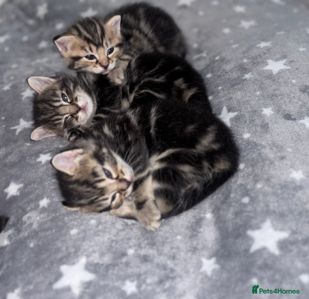 Maine Coon cats for sale: 1/4 mainecoon - Image 2