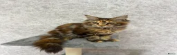 Maine Coon cats for sale: Stunning Purebred TICA Reg Maine Coon Kittens in London - Advert 7