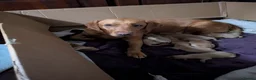 Labrador Retriever dogs for sale: Red and golden labs  - Advert 10