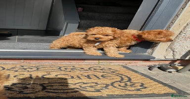 Cavapoo dogs - Advert 2