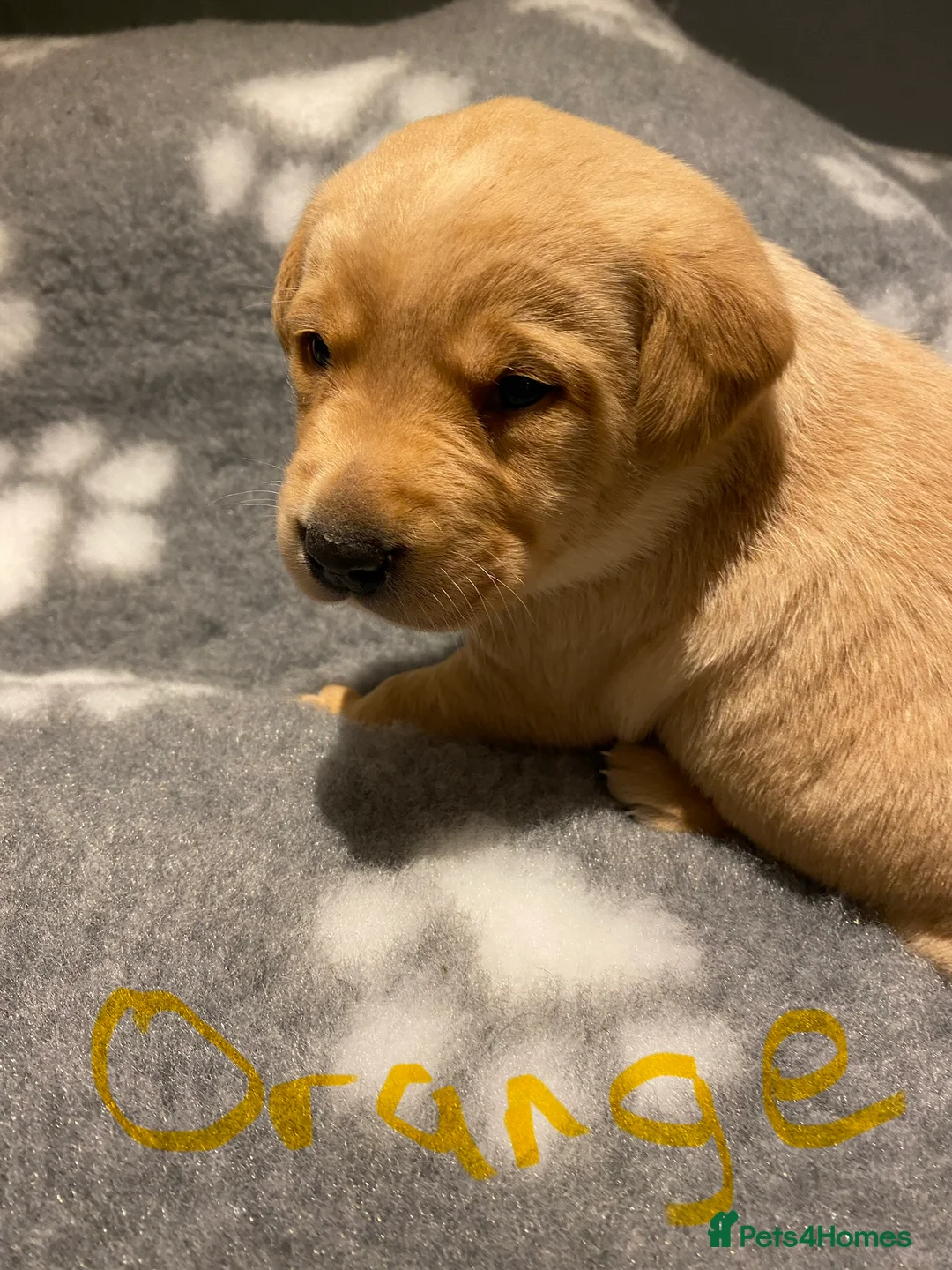 Labrador Retriever dogs for sale: Yellow/Fox Red Labrador puppies - Advert 22