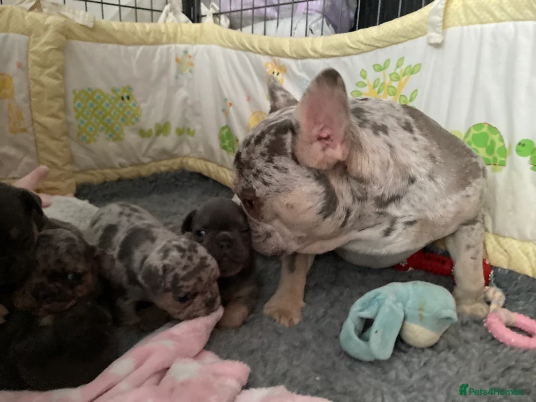 French Bulldog dogs for stud: Lilac merle French bulldog for stud  in Stevenage - Advert 16
