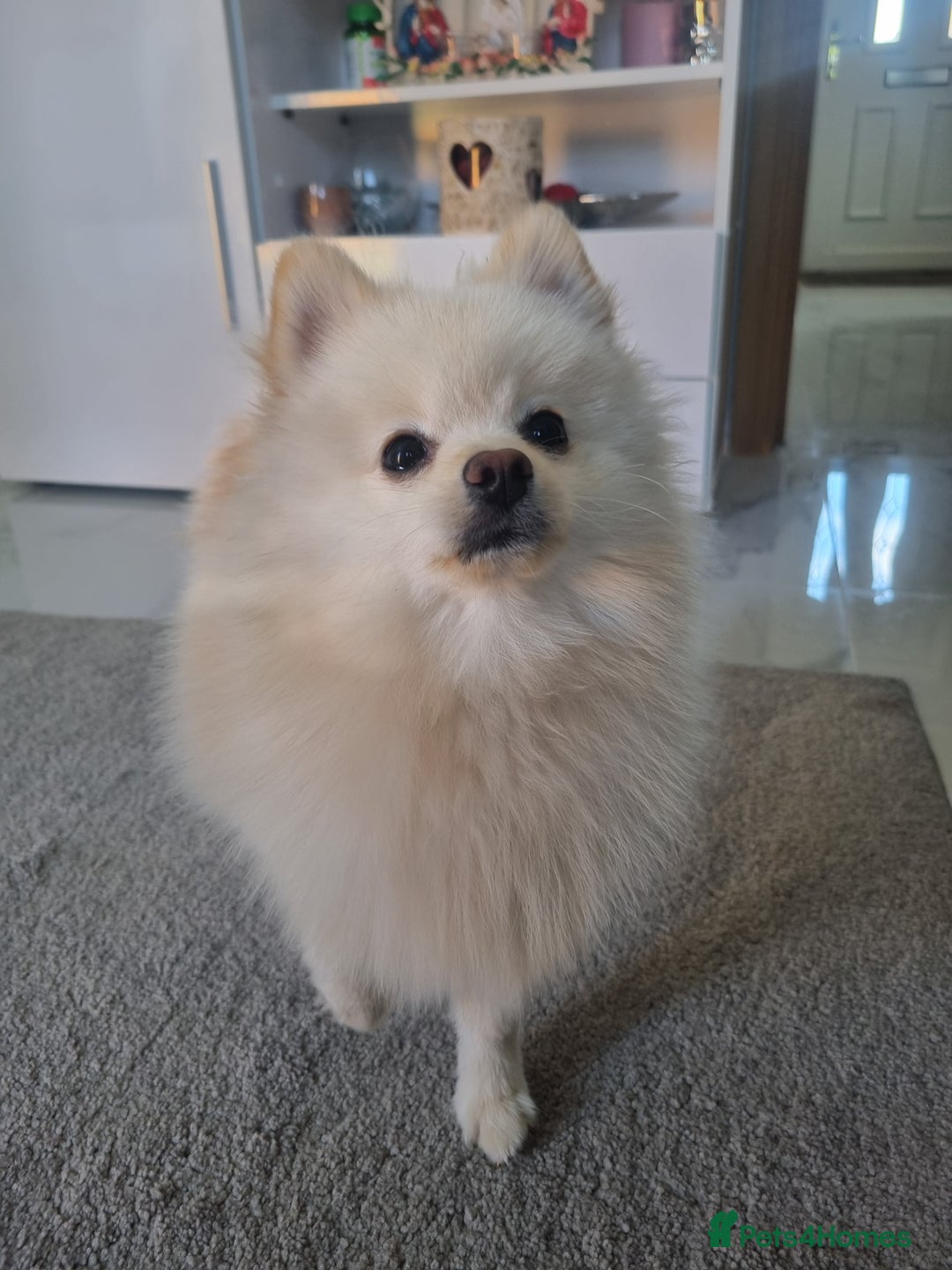 Pomeranian dogs for stud: Stud Avaliable-Pomeranian  - Image 1