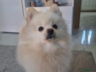 Pomeranian dogs - Advert 15