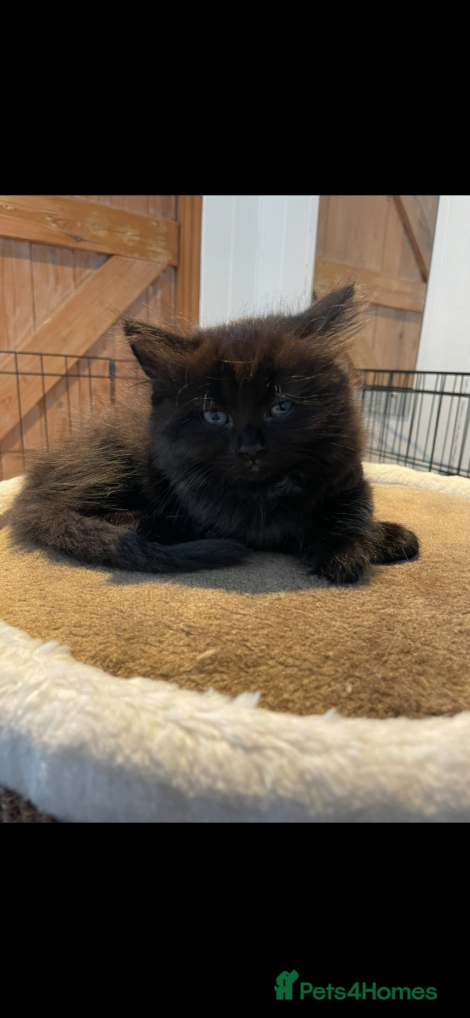 Mixed Breed cats Last kitten black/brown female left Persian cross  - Advert 14