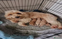 Cavapoo dogs for sale: Health tested Cavapoo puppies - Image 6