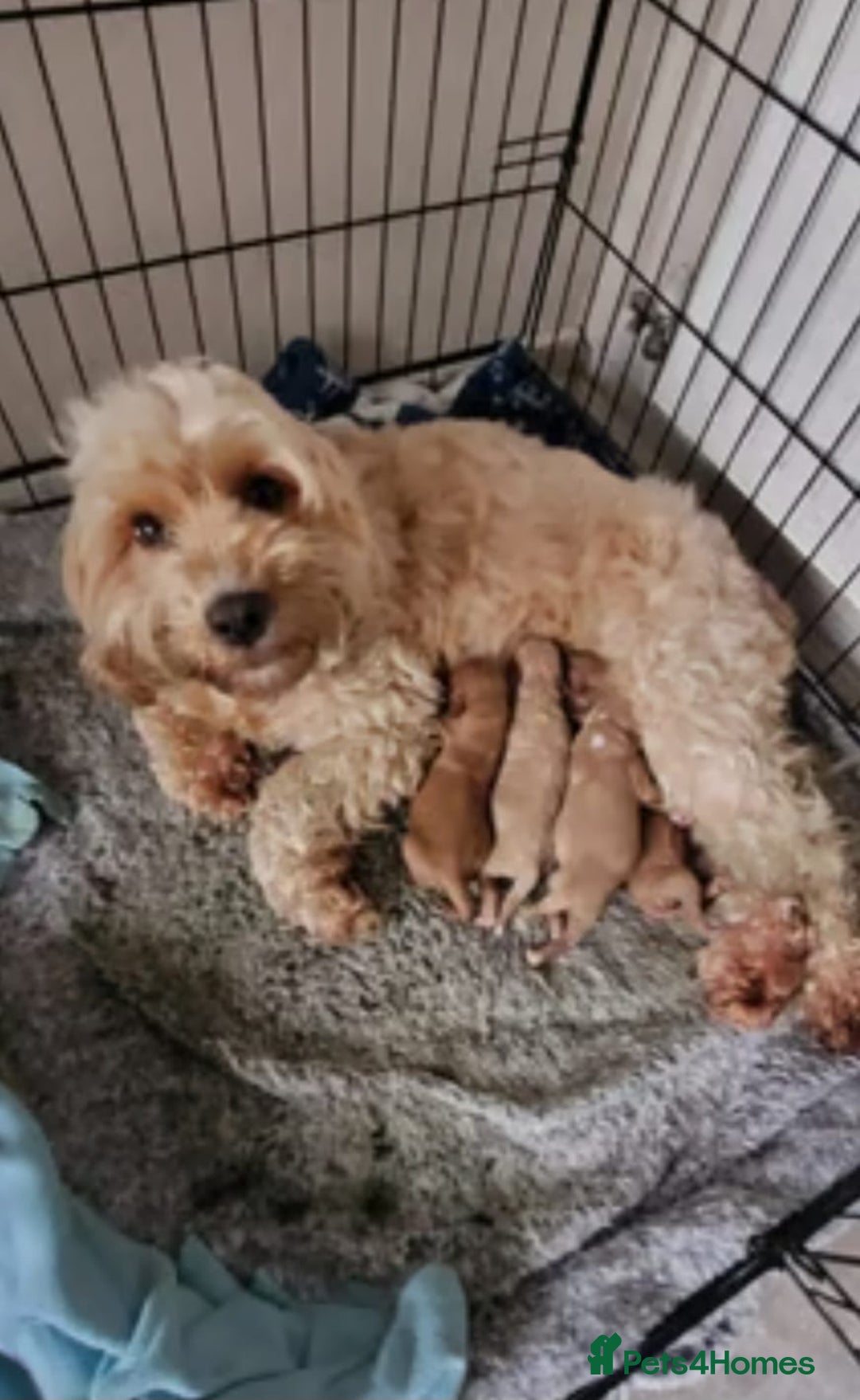 Cavapoo dogs for sale: Health tested Cavapoo puppies - Image 6