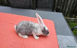 Continental Giant rabbits for sale: Merle colours  , rusian blue fur  - Image 4