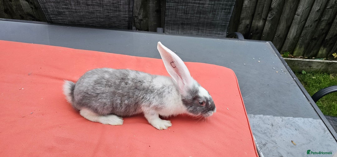 Continental Giant rabbits for sale: Merle colours  , rusian blue fur  - Image 4