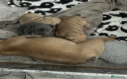 Mixed Breed dogs for sale: Beautiful freelance bulldogs  - Advert 11