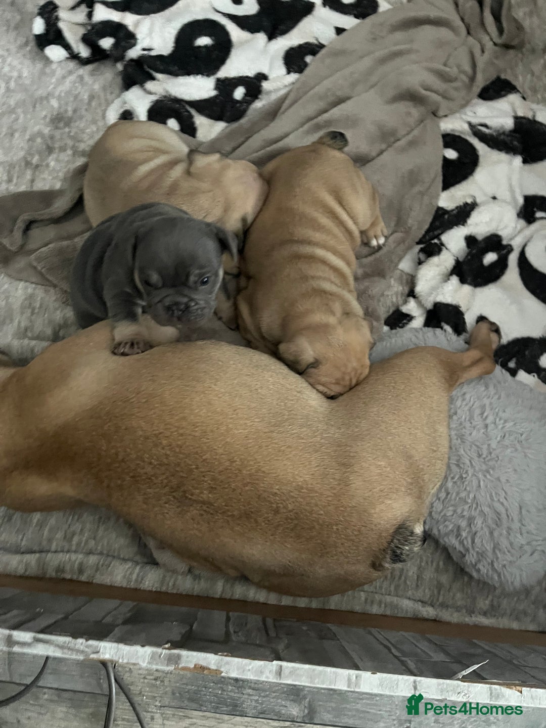 Mixed Breed dogs for sale: Beautiful freelance bulldogs  - Advert 11
