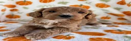 Cockapoo dogs for sale: Beautiful cockapoo puppys - Advert 11