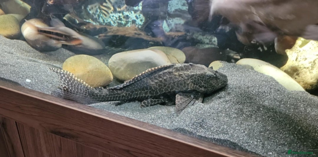 Cichlids fish for sale: Large cichlids and catfish  - Advert 4