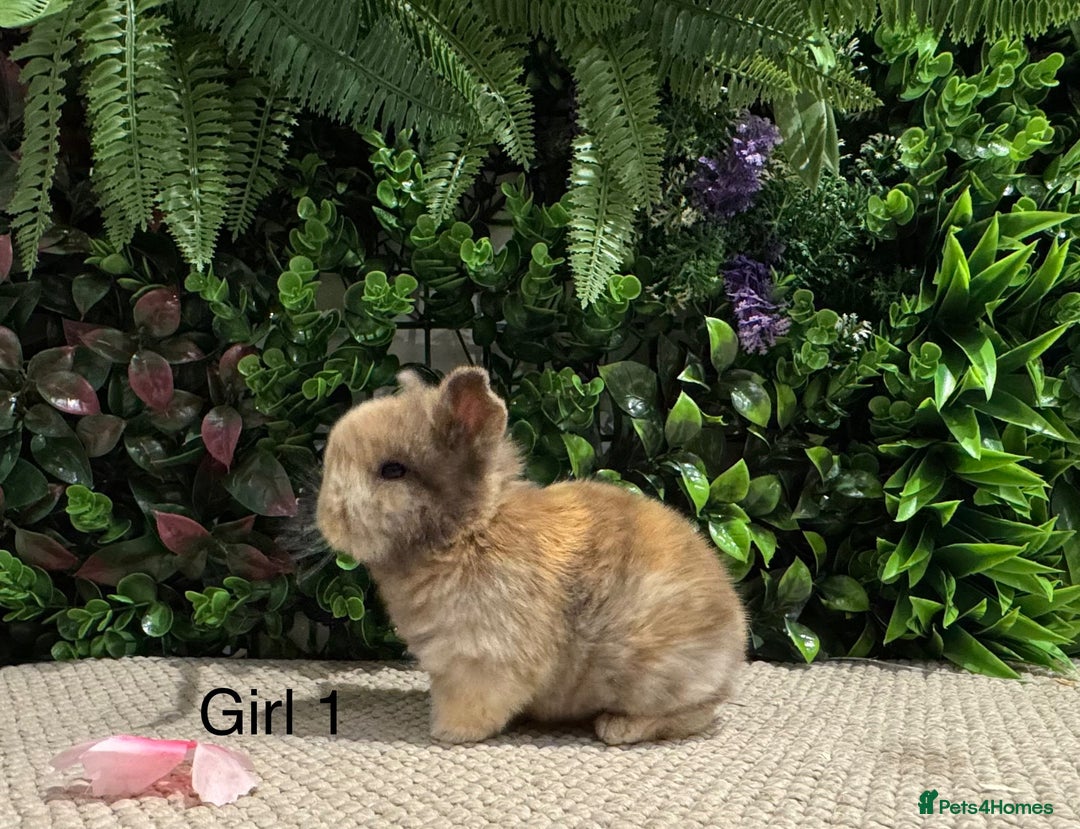 Mini Lop rabbits for sale: ⭐️ pure bred mini lops ⭐️ ready 27th dec - Advert 4