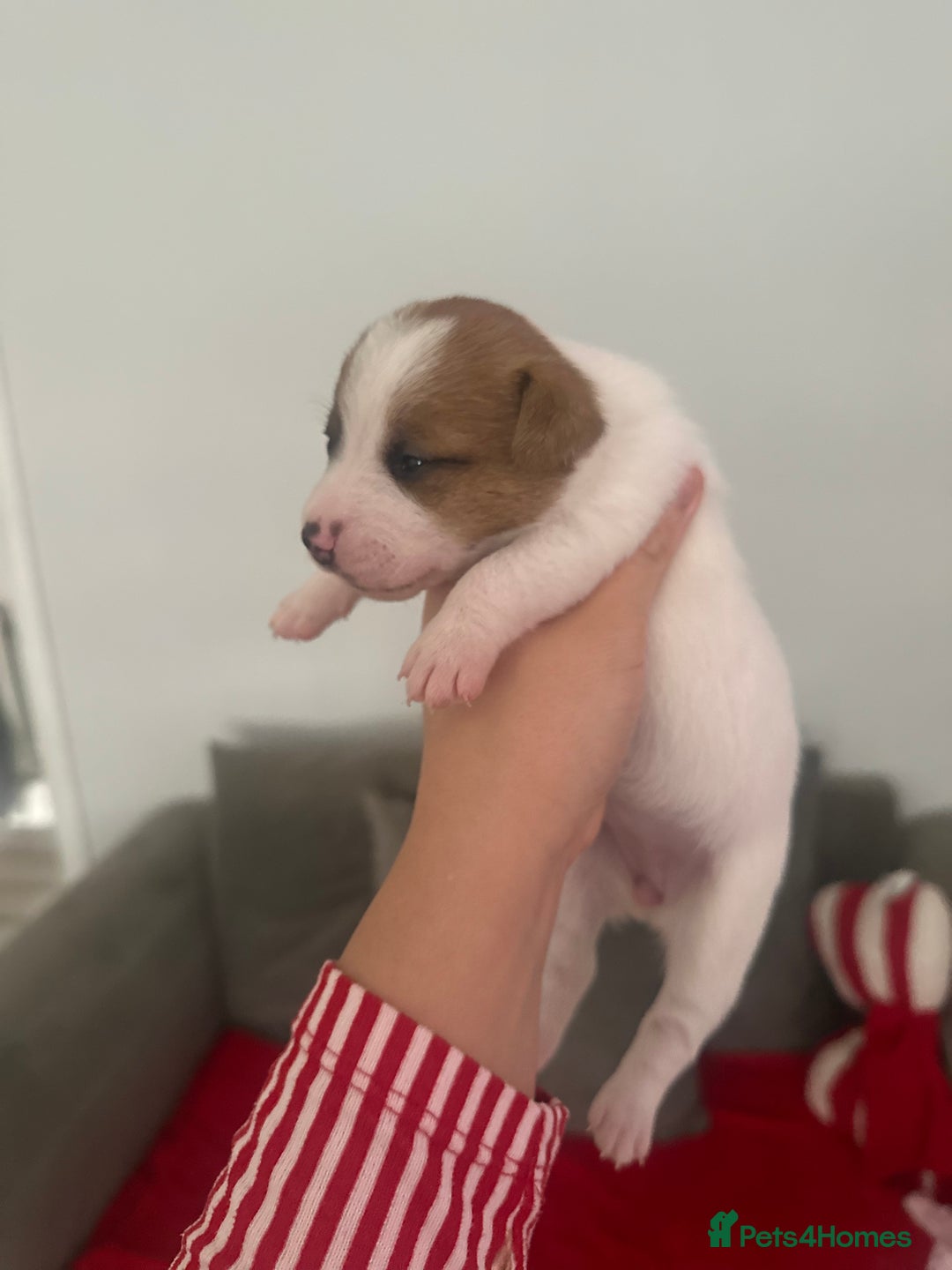 Jack Russell dogs for sale: 3 beautiful Jack russels left  - Advert 12