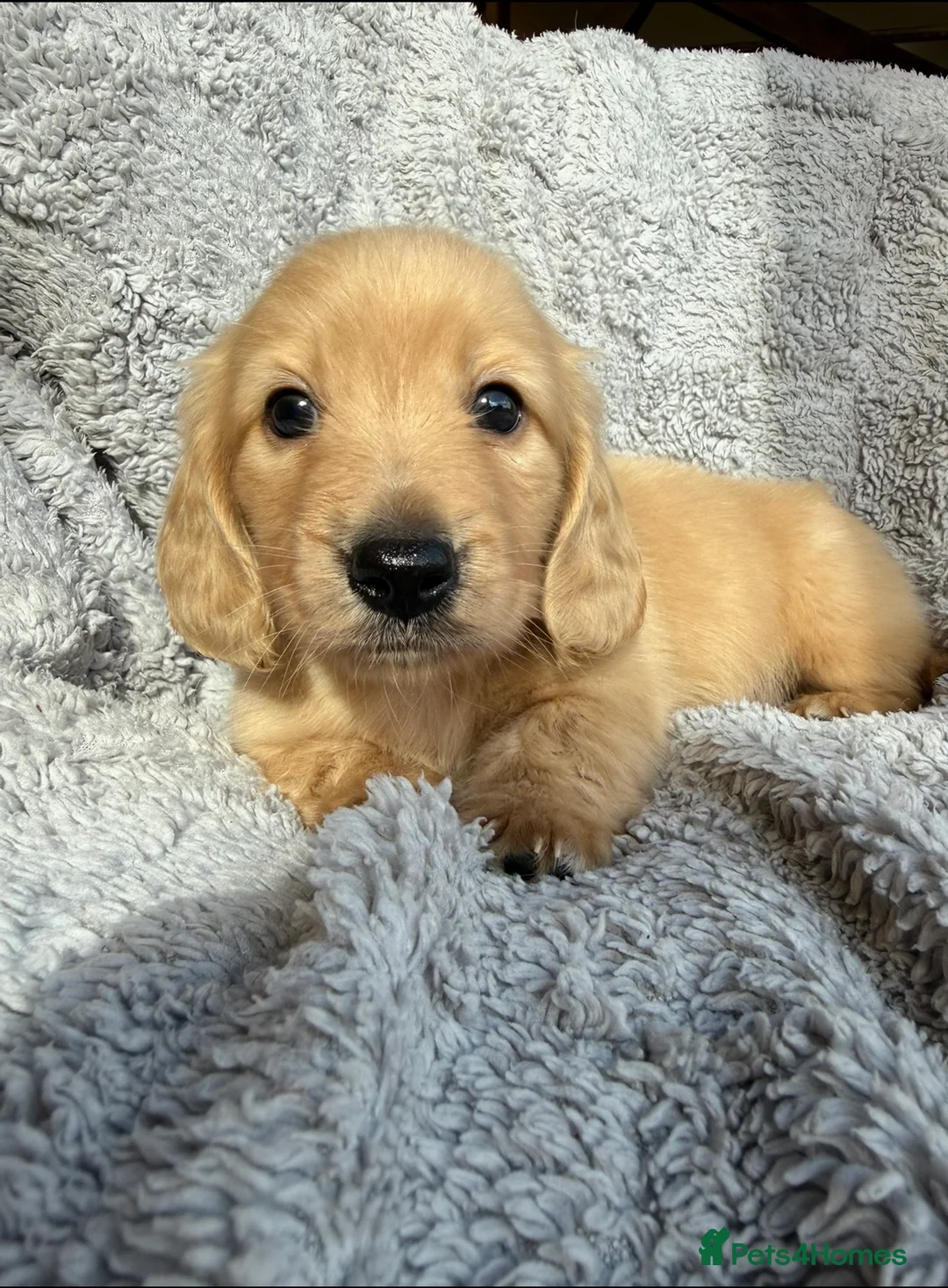Miniature Dachshund dogs for sale: Beautiful Miniature Cream long haired dachshund!  in Bristol - Advert 1