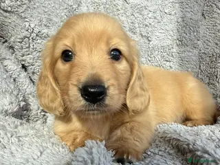 Miniature Dachshund dogs for sale: Beautiful Miniature Cream long haired dachshund! - Advert 1