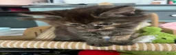 Maine Coon cats for sale: 5 Beautiful half Maine coon kittens  in Aldershot - Advert 5