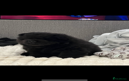 Chow Chow dogs for sale: 2 male chow chow puppies - Image 2