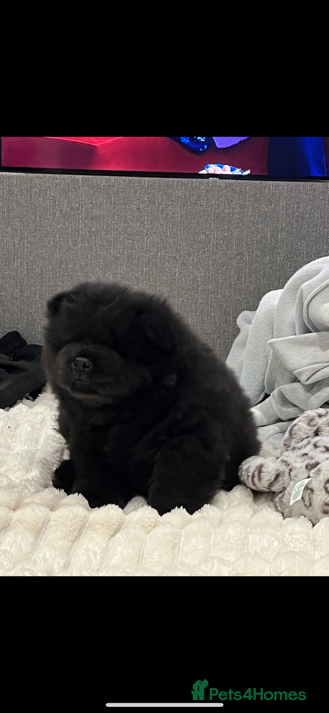 Chow Chow dogs for sale: 2 male chow chow puppies - Image 2