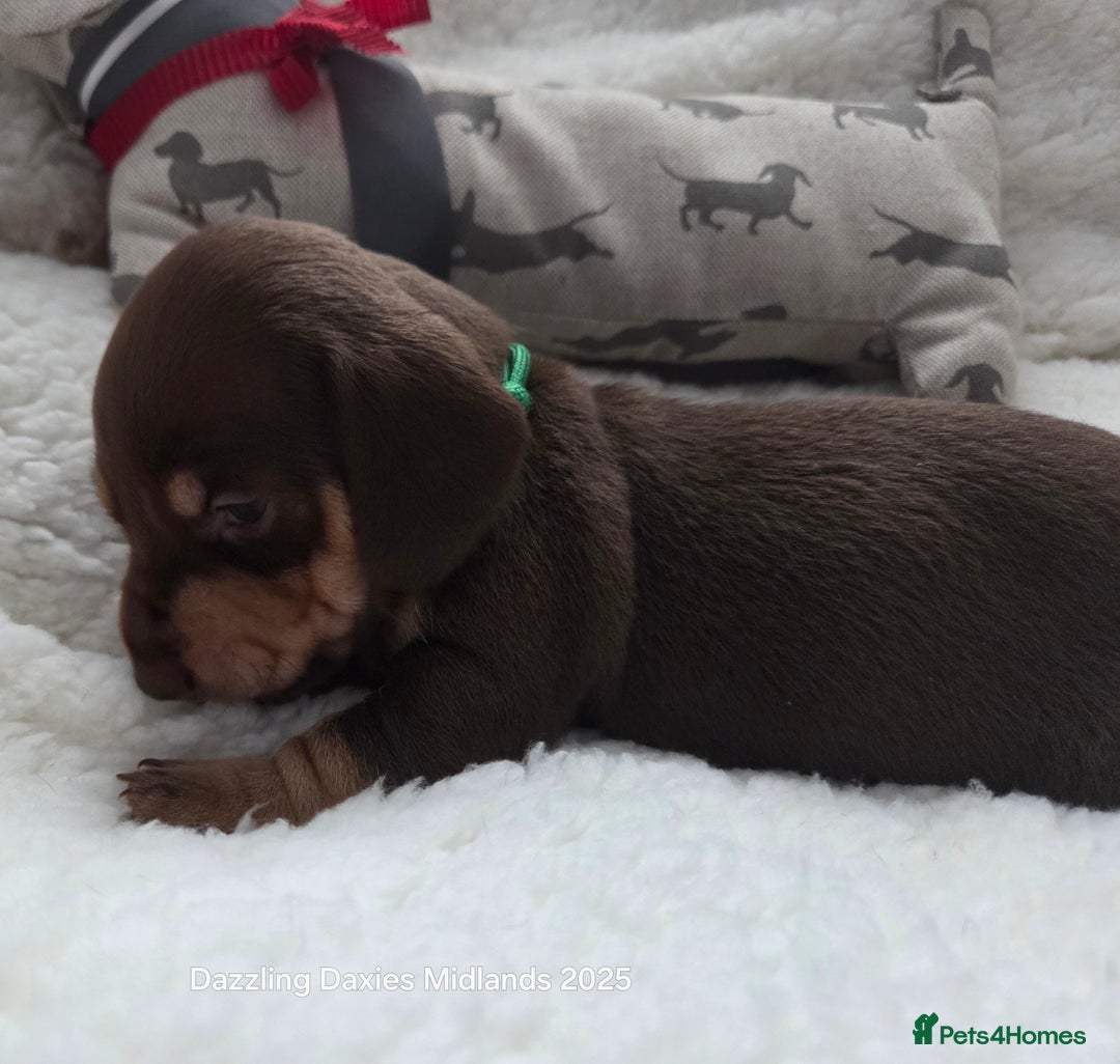 Miniature Dachshund dogs for sale: Shorthaired Minature Daschunds  - Image 29