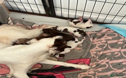 Mixed Breed dogs for sale: English springer spaniel X small French mastiff X - Image 7