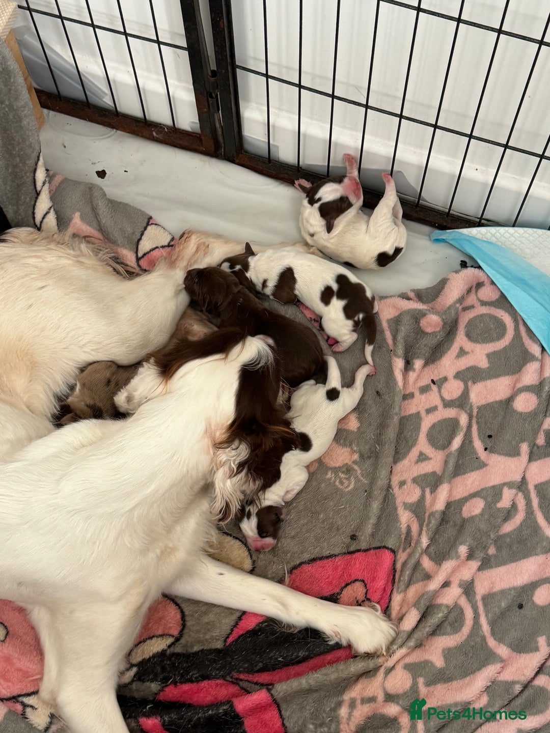 Mixed Breed dogs for sale: English springer spaniel X small French mastiff X - Image 7